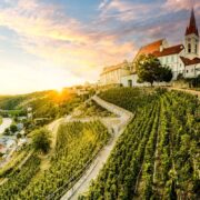 Vineyard backdropped by Gothic Church of St. Nicholas in Znojmo